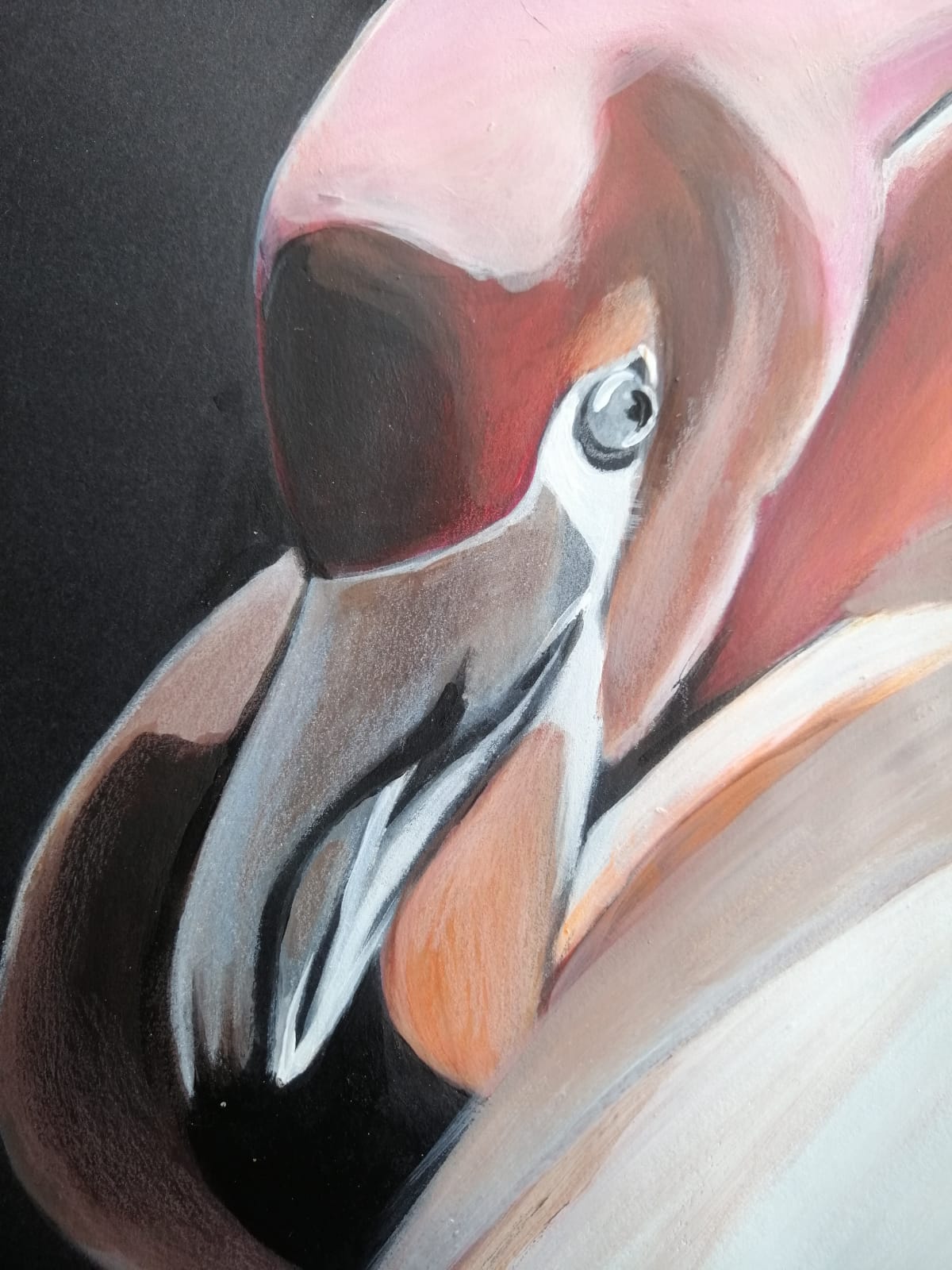 Détail du visage et du bec du flamant rose / Detail of the flamingo’s face and beak