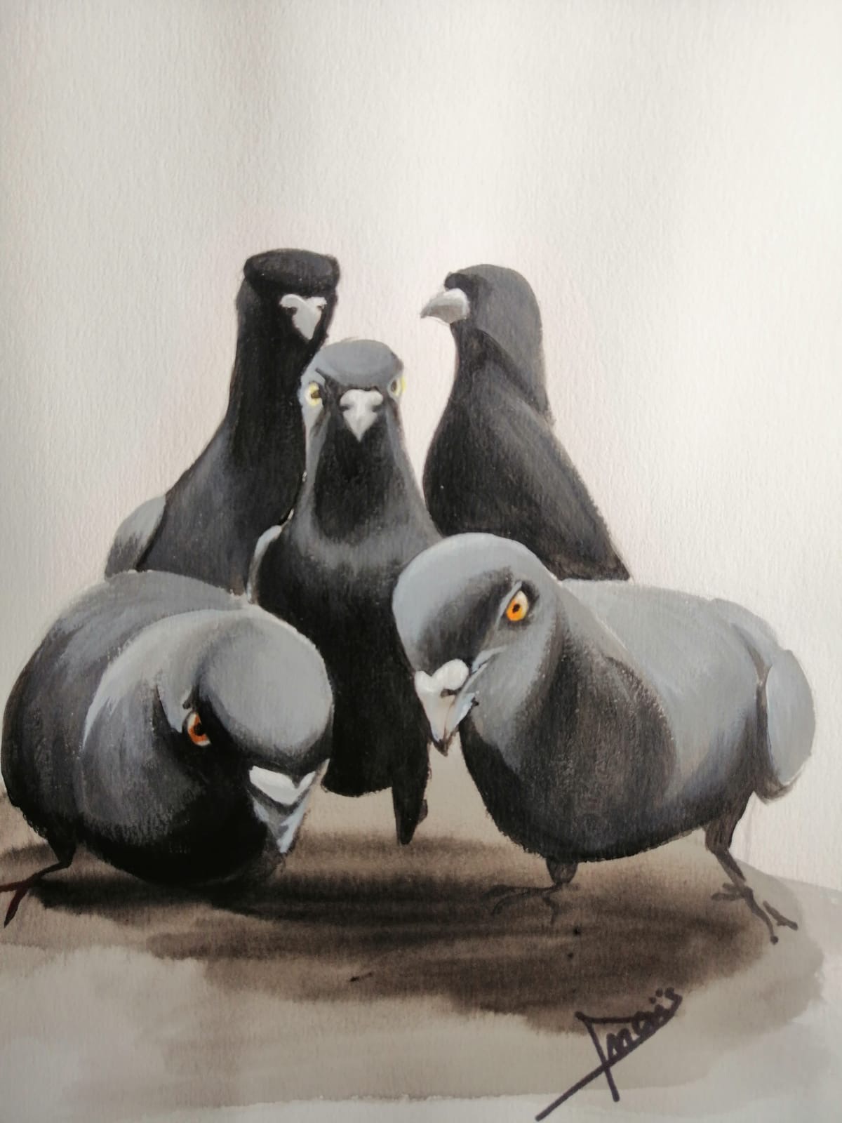 Détail des pigeons aux yeux jaunes et orange / Close-up of pigeons with yellow and orange eyes