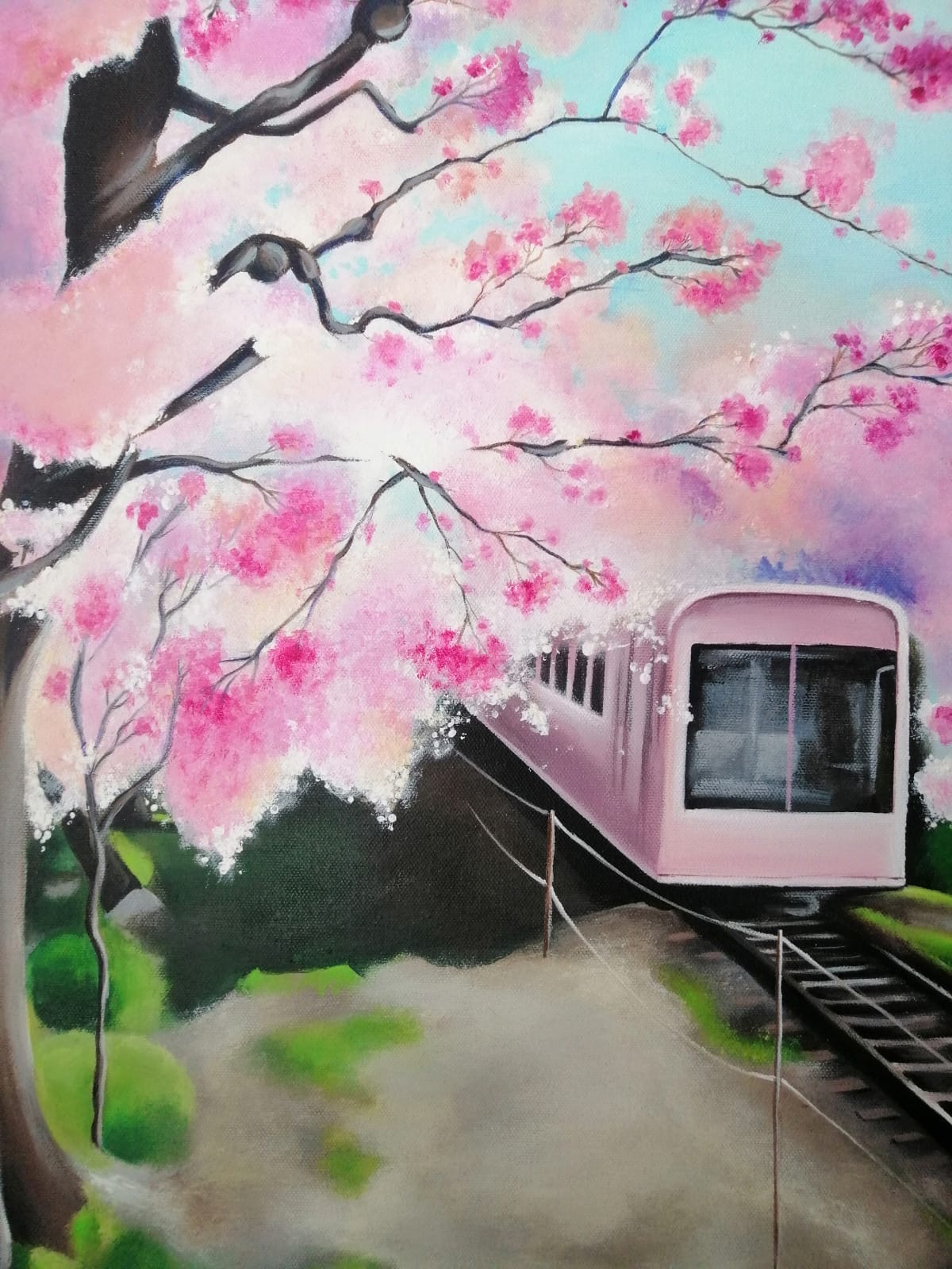 Détail des branches de cerisiers en fleurs / Detail of blooming cherry branches